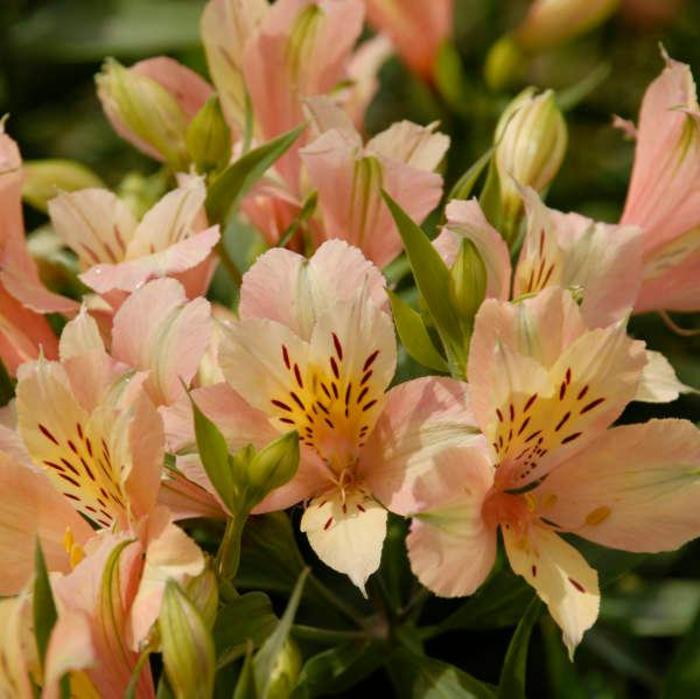 Peruvian Lily - Alstroemeria 'Inca Ice' Peruvian Lily - Alstroemeria 'Inca Ice'