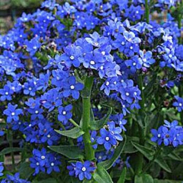 Bugloss - Anchusa capensis 'Blue Angel'