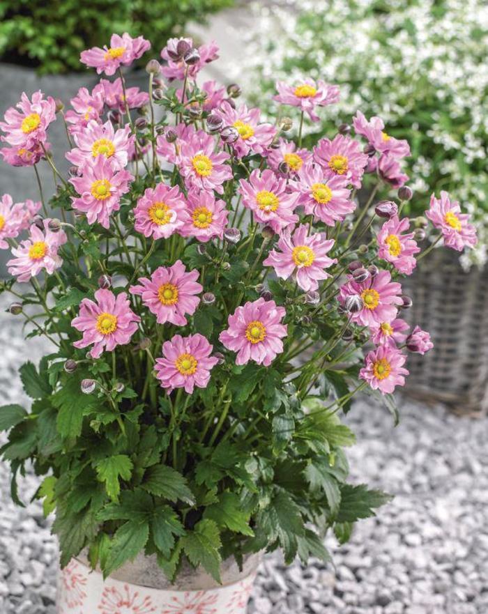 Windflower - Anemone hupehensis 'Pocahontas ' Windflower - Anemone hupehensis 'Pocahontas '