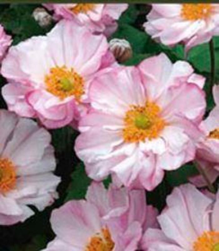Windflower - Anemone 'Loreley' Windflower - Anemone 'Loreley'