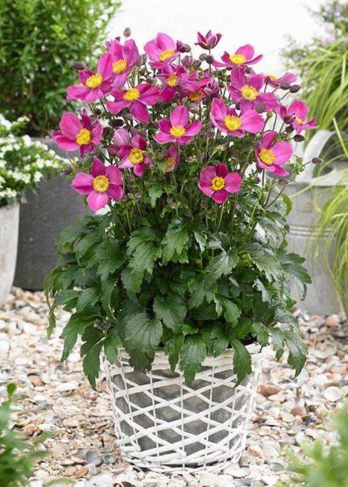 Windflower - Anemone 'Red Riding Hood' Windflower - Anemone 'Red Riding Hood'