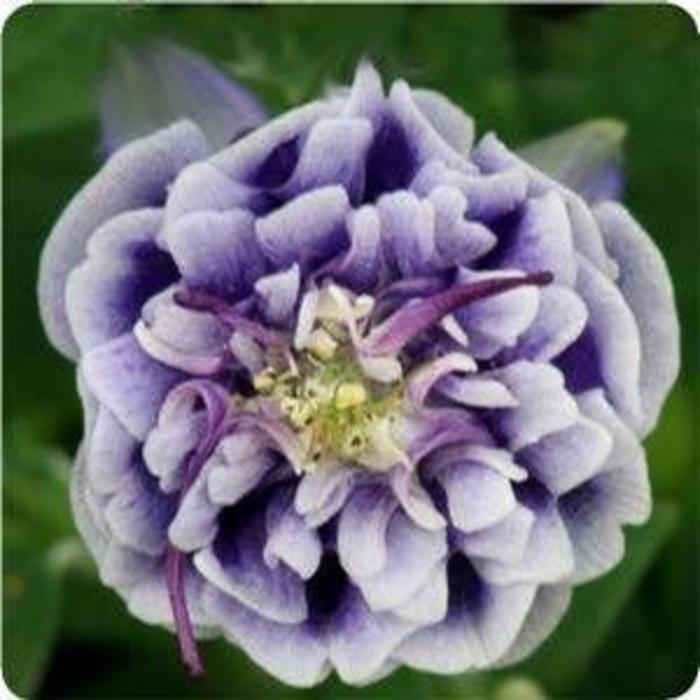 Columbine - Aquilegia vulgaris 'Winky Double Blue and White' Columbine - Aquilegia vulgaris 'Winky Double Blue and White'