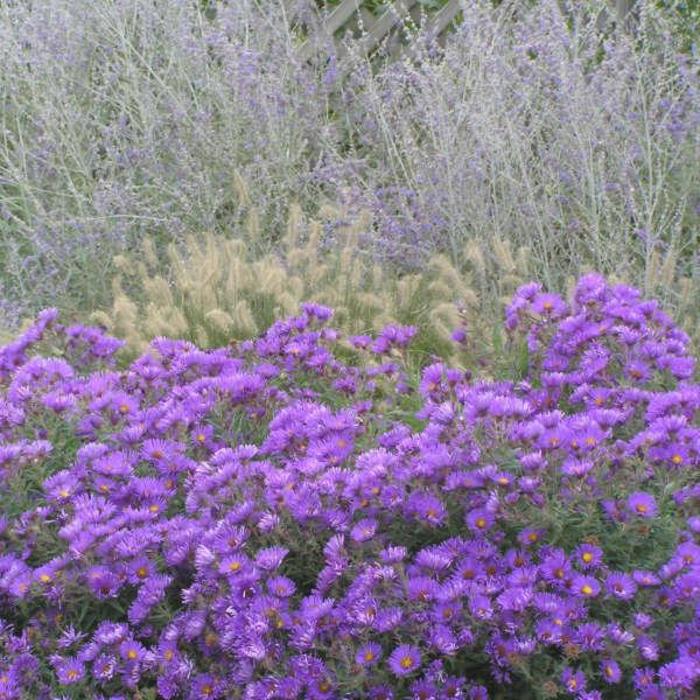 Aster - Aster novae-angliae 'Purple Dome'