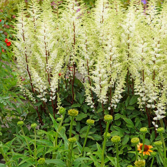 False Spirea - Astilbe 'Happy Spirit'