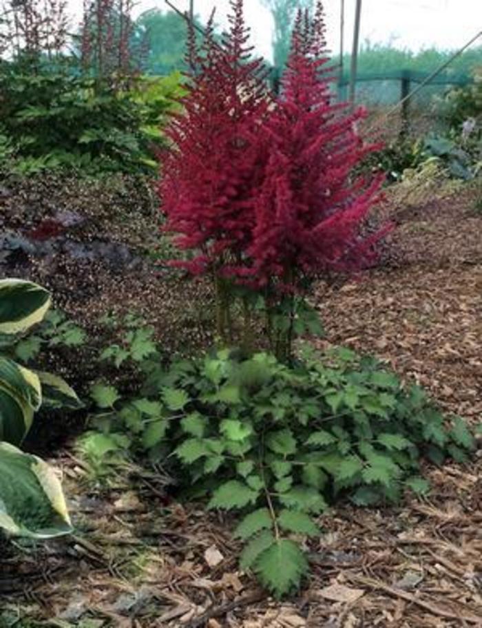False Spirea - Astilbe chinensis 'Lighthouse' False Spirea - Astilbe chinensis 'Lighthouse'