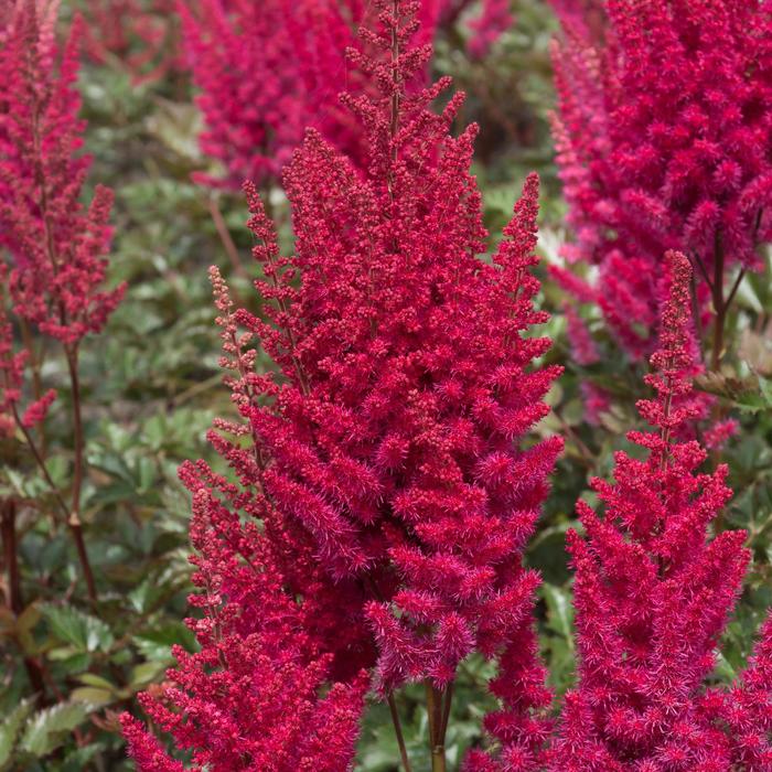 False Spirea - Astilbe 'Lowlands Ruby Red'