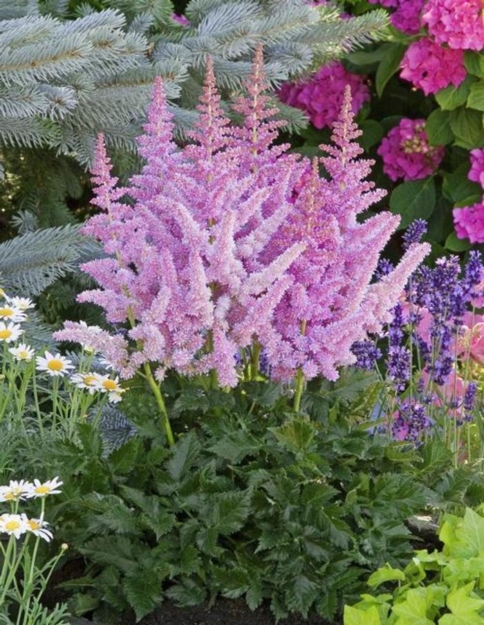 False Spirea - Astilbe chinensis 'Little Vision in Purple' False Spirea - Astilbe chinensis 'Little Vision in Purple'