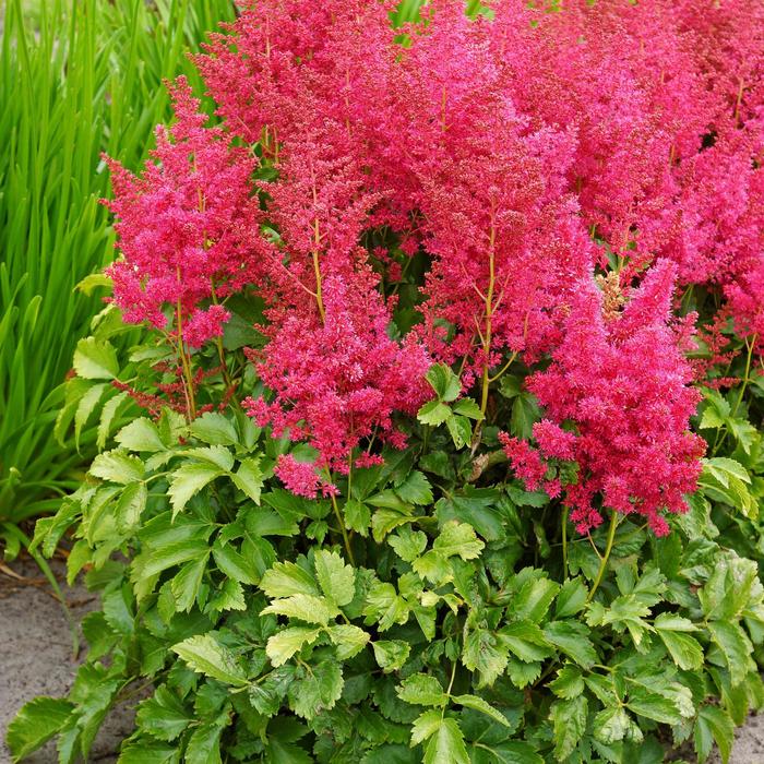 False Spirea - Astilbe 'Younique Ruby Red'