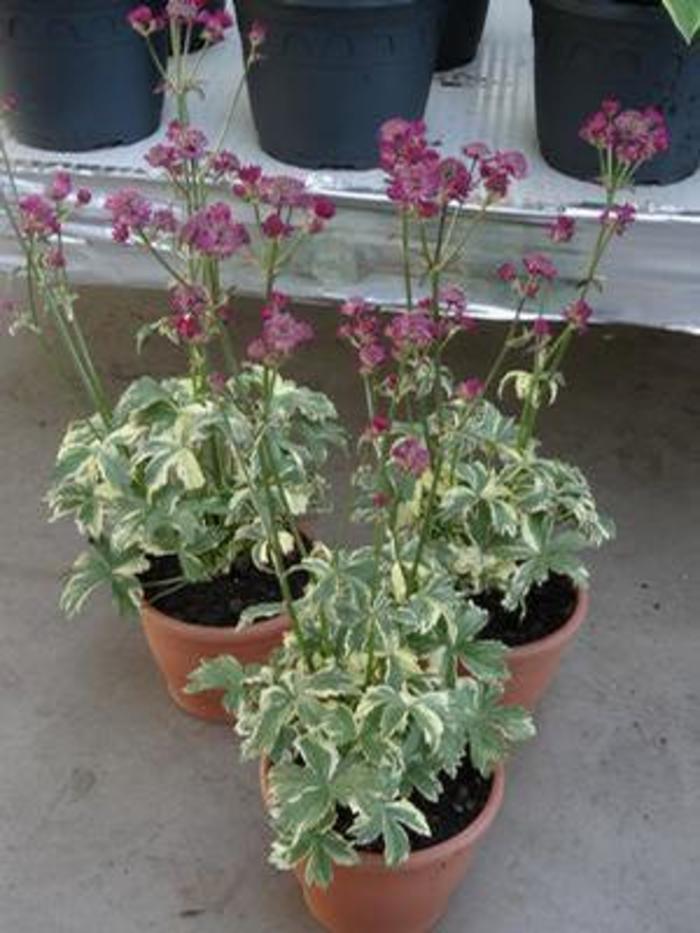 Masterwort - Astrantia Astrantia 'Star of Magic' Masterwort - Astrantia Astrantia 'Star of Magic'
