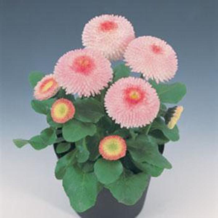 English Daisy - Bellis perennis 'Tasso Strawberries & Cream'