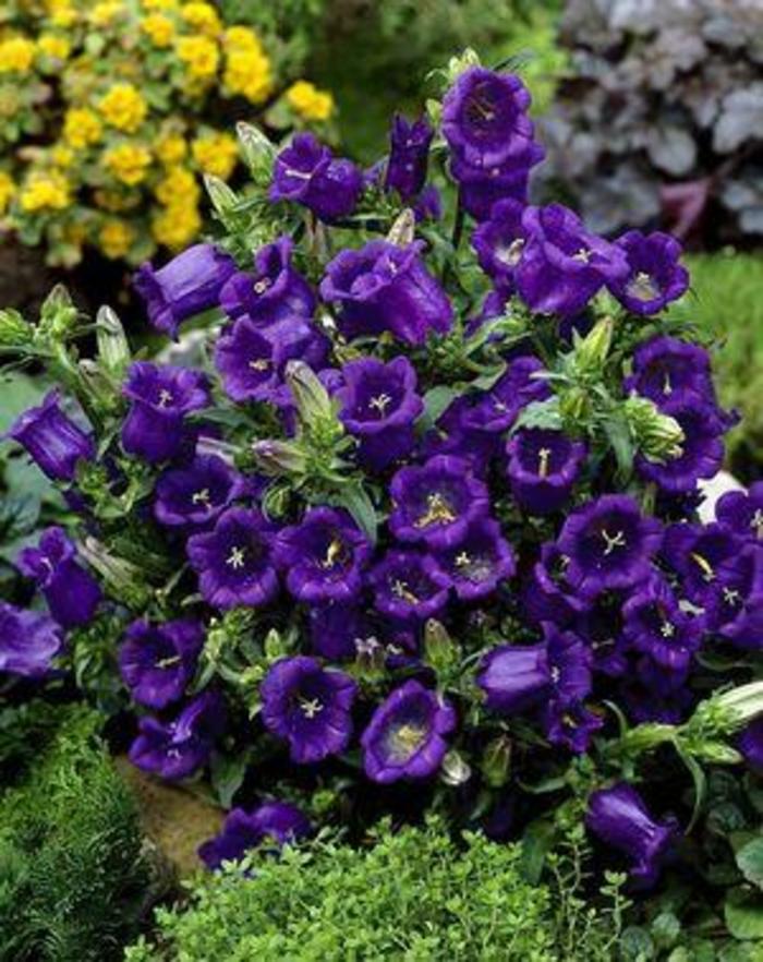 Bellflower - Campanula medium 'Champion 'Blue' Bellflower - Campanula medium 'Champion 'Blue'