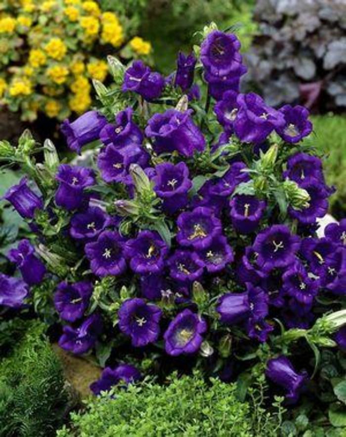 Bellflower - Campanula medium 'Champion 'Blue'