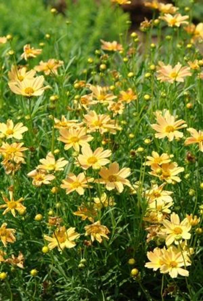 Tickseed - Coreopsis 'Sienna Sunset'