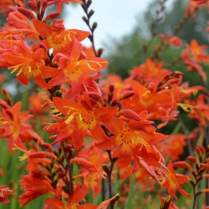 Montbretia - Crocosmia 'Prince of Orange'