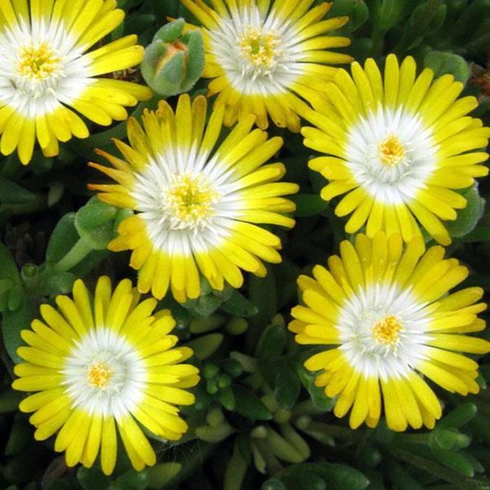 Ice Plant - Delosperma 'Jewel of Desert Peridot' Ice Plant - Delosperma 'Jewel of Desert Peridot'