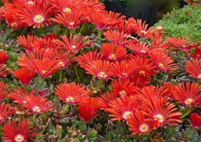 Ice Plant - Delosperma dyeri 'Red Mountain Flame Ice'