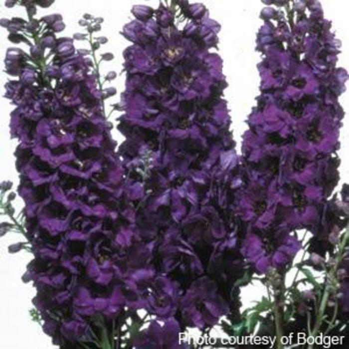 Larkspur - Delphinium 'Magic Fountains Dark Blue Dark Bee' Larkspur - Delphinium 'Magic Fountains Dark Blue Dark Bee'