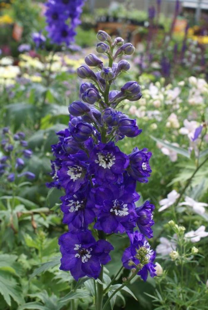 Larkspur - Delphinium 'Magic Fountains Dark Blue White Bee' Larkspur - Delphinium 'Magic Fountains Dark Blue White Bee'