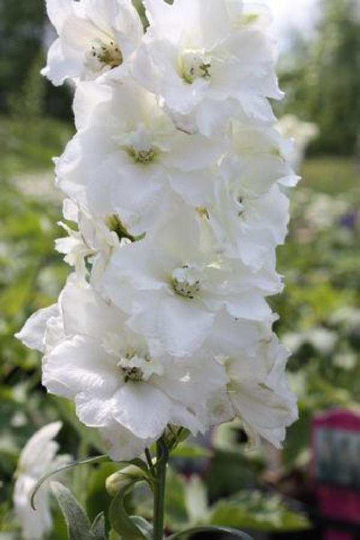 Larkspur - Delphinium 'Magic Fountains Pure White' Larkspur - Delphinium 'Magic Fountains Pure White'