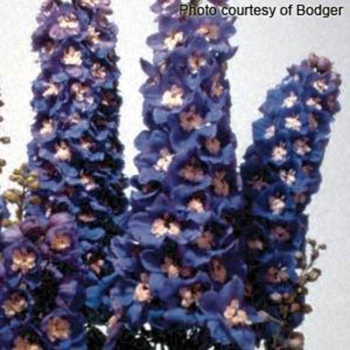 Larkspur - Delphinium 'Magic Fountains Sky Blue White Bee'