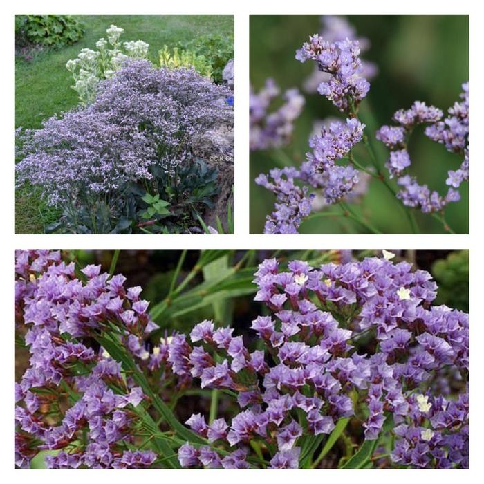 Sea Lavender - Limonium latifolium