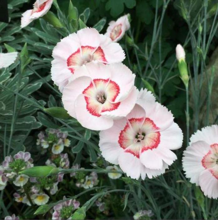 Border Carnation - Dianthus 'American Pie Georgia Peach Pie'