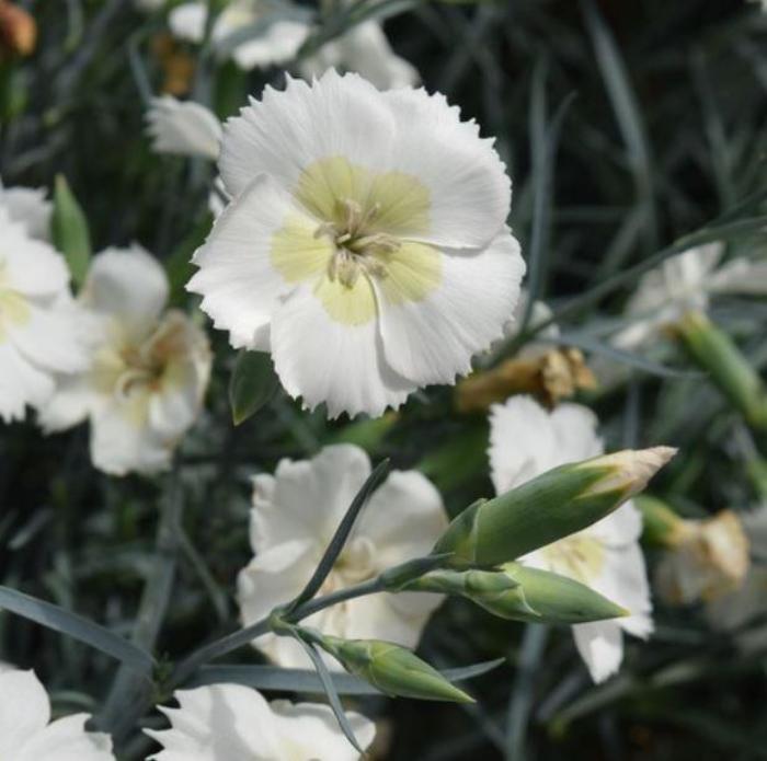 Dianthus 'American Pie Key Lime Pie' Border Carnation Ebert's