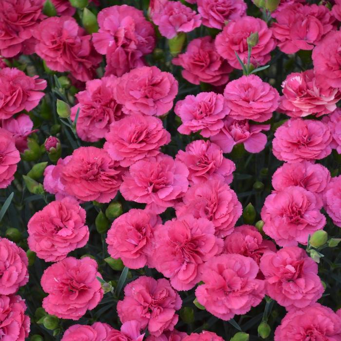 Border Carnation - Dianthus 'Pretty Poppers Double Bubble'