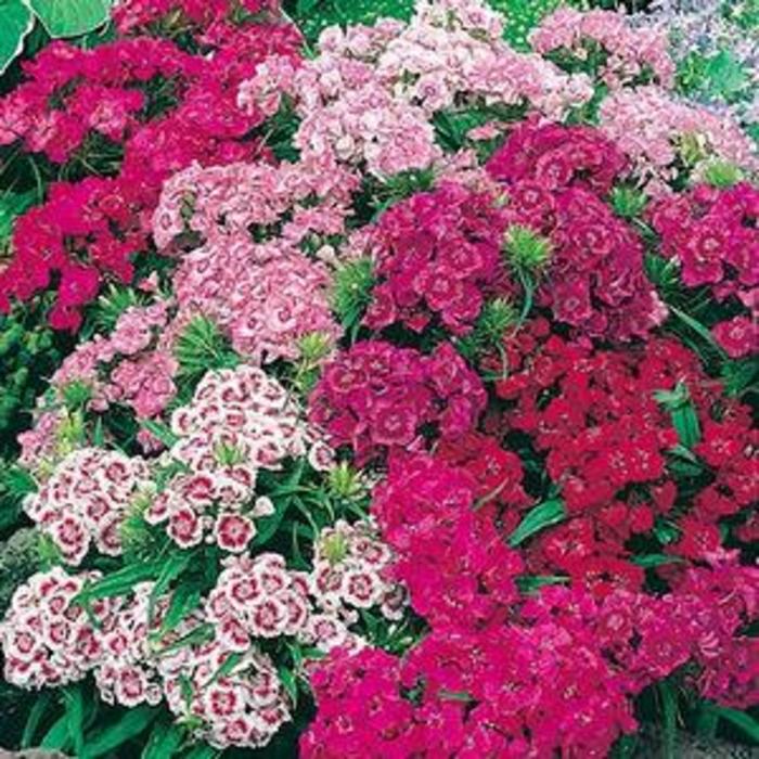 Border Carnation - Dianthus barbatus 'Pinocchio'