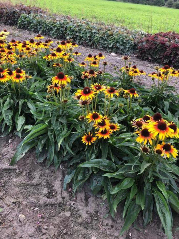 Echinacea purpurea 'Fine Feathered Parrot' Coneflower Ebert's