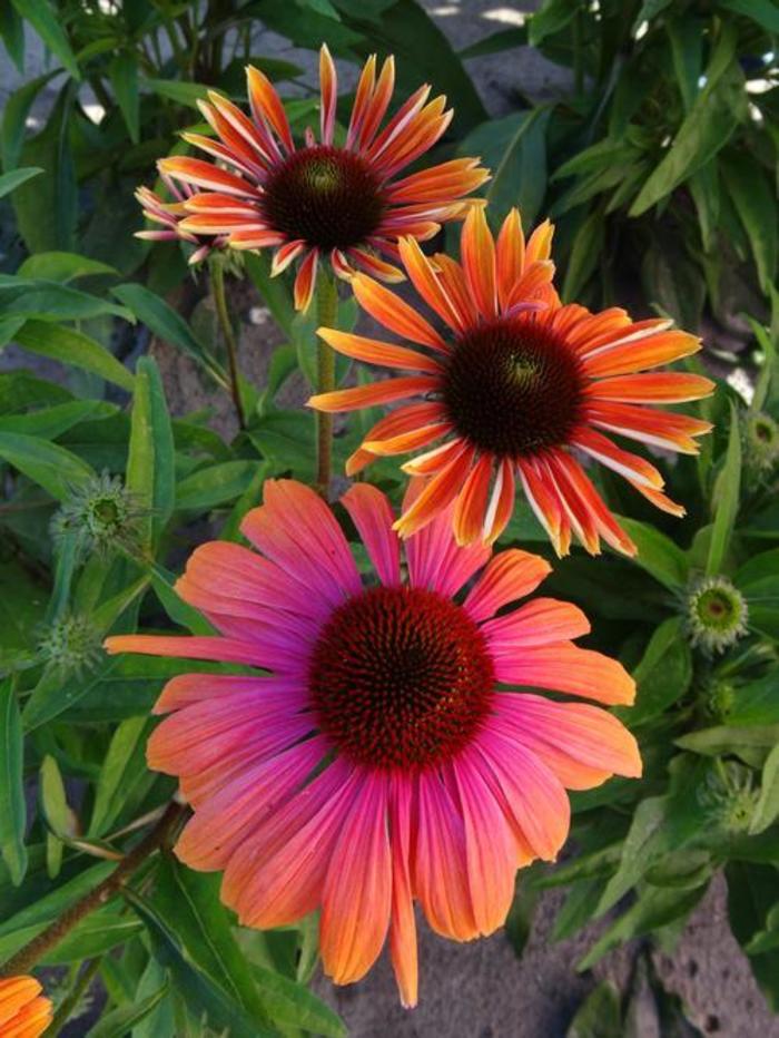 Coneflower - Echinacea 'Butterfly Rainbow Marcella' Coneflower - Echinacea 'Butterfly Rainbow Marcella'