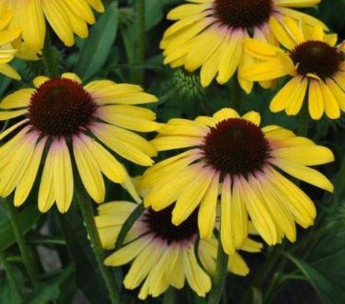 Coneflower - Echinacea purpurea 'Butterfly Yellow Rainbow Marcella' Coneflower - Echinacea purpurea 'Butterfly Yellow Rainbow Marcella'
