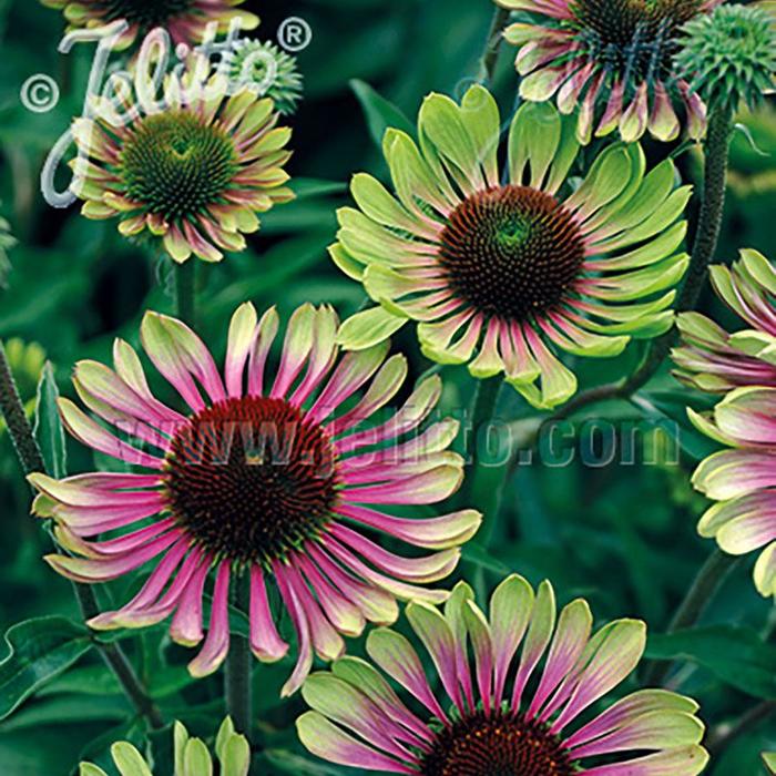 Coneflower - Echinacea purpurea 'Green Twister' Coneflower - Echinacea purpurea 'Green Twister'