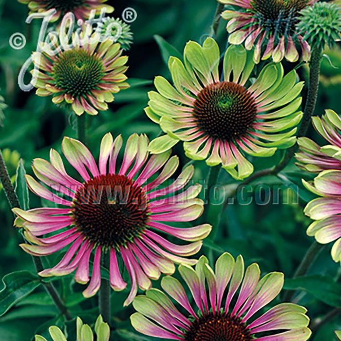 Coneflower - Echinacea purpurea 'Green Twister'