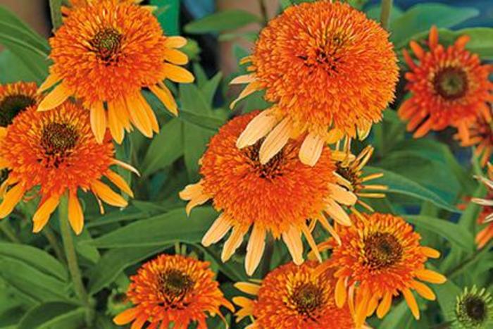 Coneflower - Echinacea 'Marmalade' Coneflower - Echinacea 'Marmalade'
