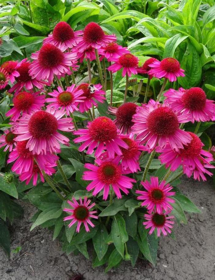 Coneflower - Echinacea purpurea 'Pink Fascinator'