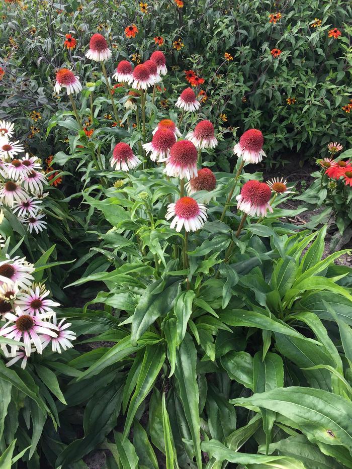 Coneflower - Echinacea 'Strawberry and Cream' Coneflower - Echinacea 'Strawberry and Cream'