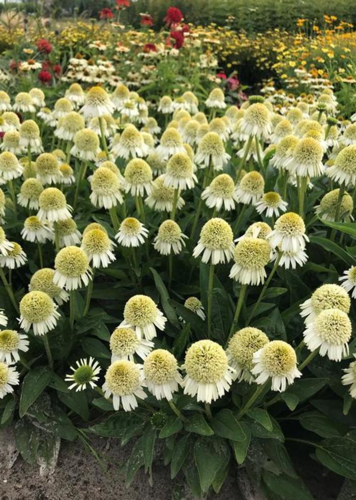 Echinacea purpurea 'White Fascinator' Coneflower Ebert's Greenhouse
