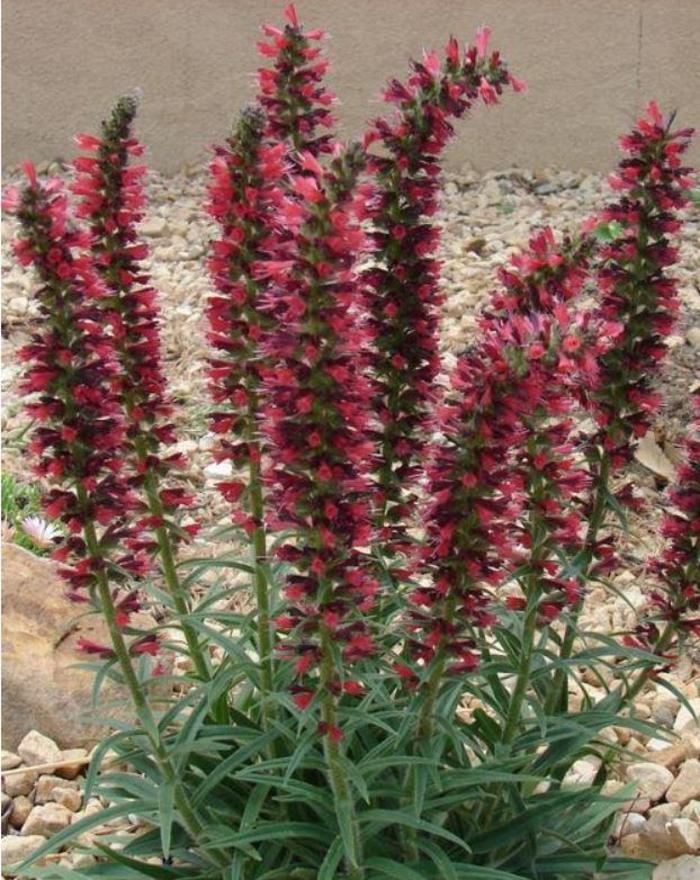 Red Feathers - Echium amoenum