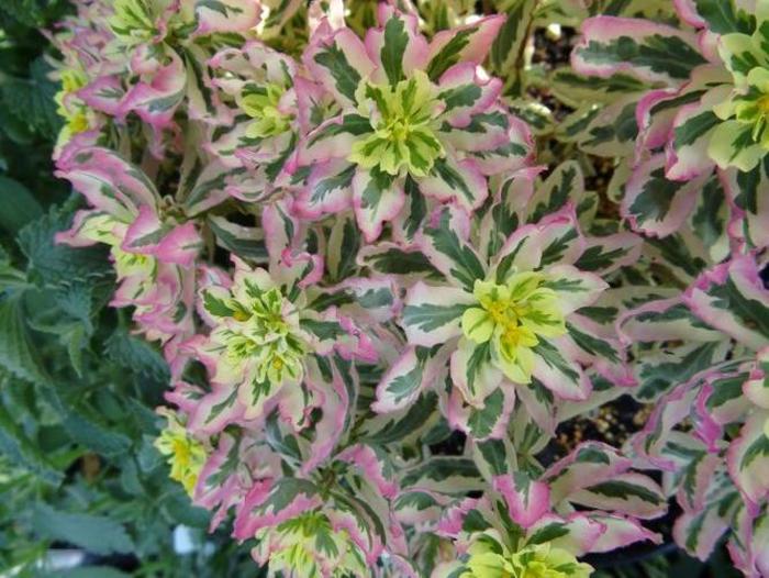 Cushion Spurge - Euphorbia polychroma 'First Blush' Cushion Spurge - Euphorbia polychroma 'First Blush'