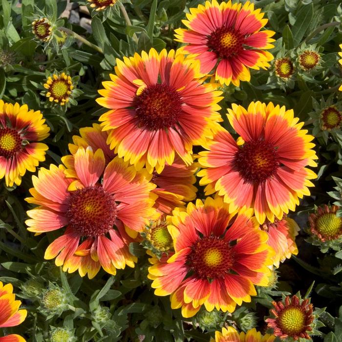 Blanket Flower - Gaillardia aristata 'Goblin'