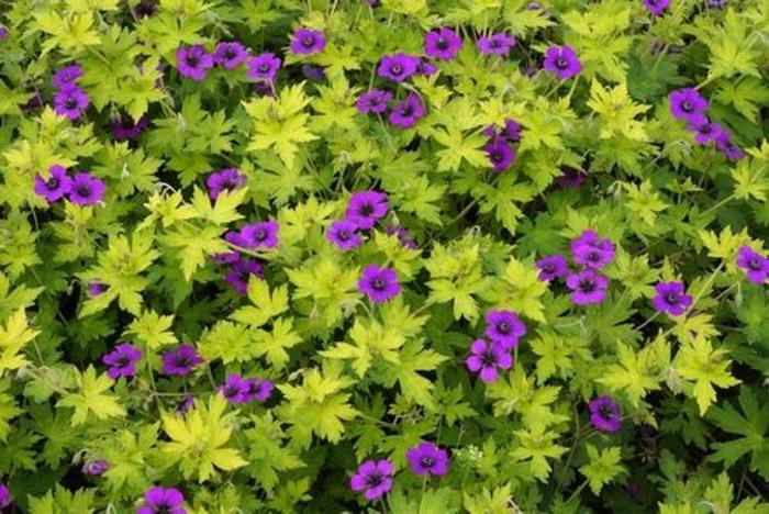 Cranesbill - Geranium 'Anne Thomson' Cranesbill - Geranium 'Anne Thomson'