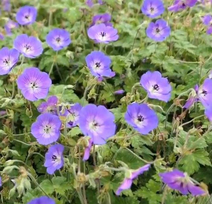 Cranesbill - Geranium 'Daily Blue' Cranesbill - Geranium 'Daily Blue'