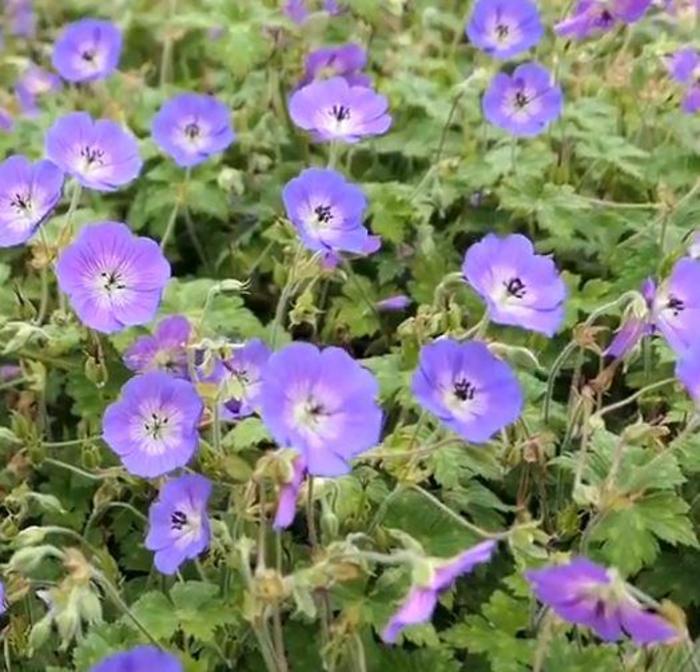 Cranesbill - Geranium 'Daily Blue'