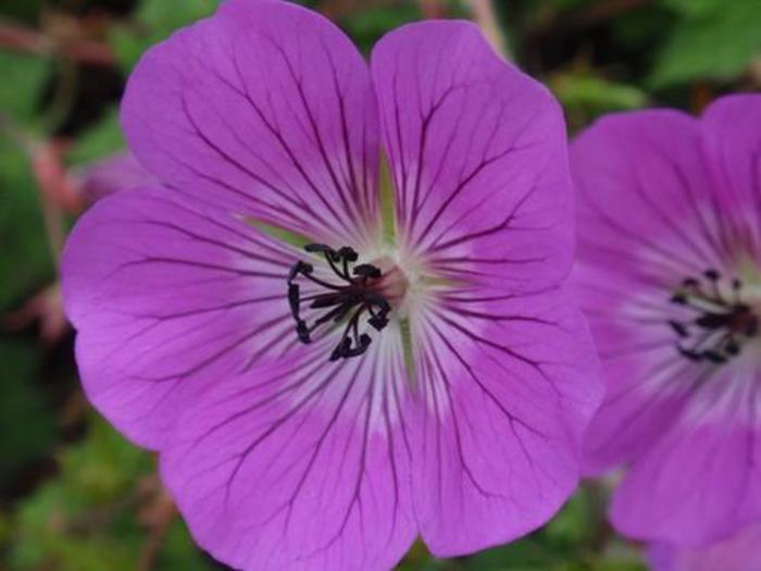 Cranesbill - Geranium 'Rosetta' Cranesbill - Geranium 'Rosetta'