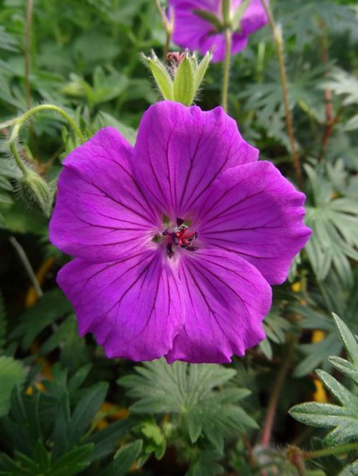 Cranesbill - Geranium 'Tiny Monster' Cranesbill - Geranium 'Tiny Monster'