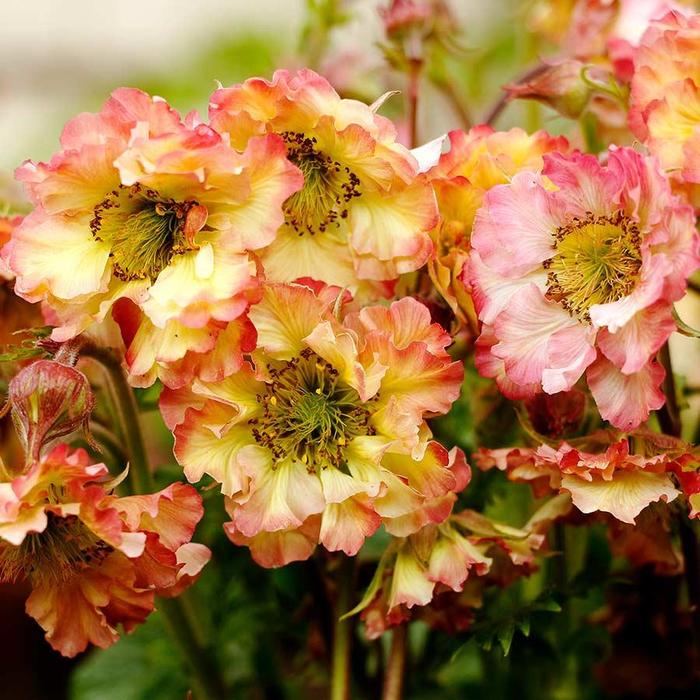 Avens - Geum 'Pretticoats Peach'