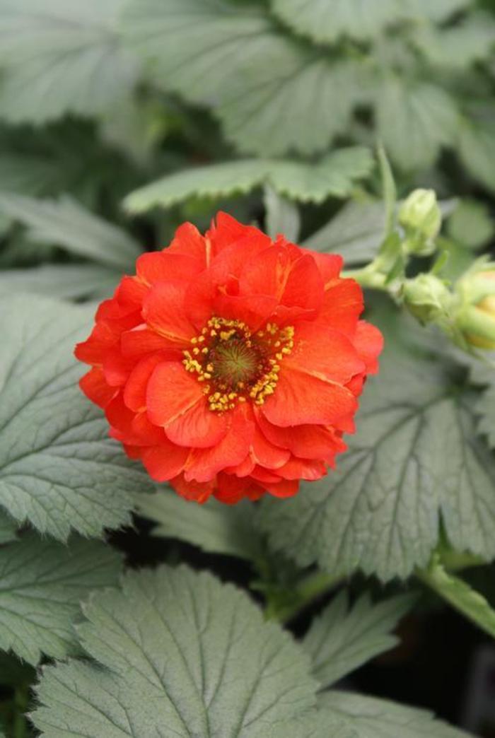 Avens - Geum chiloense 'Red Dragon' Avens - Geum chiloense 'Red Dragon'
