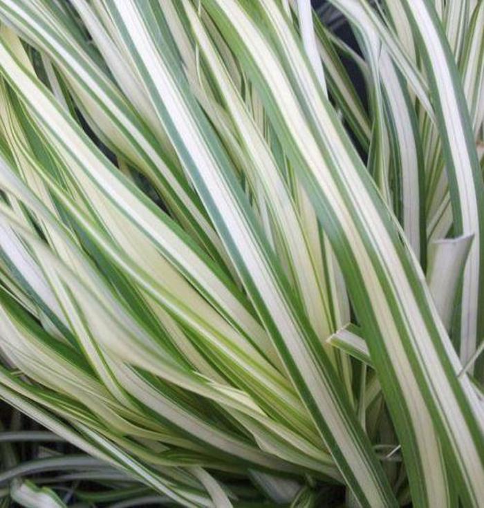 Feather Reed Grass - Calamagrostis acutiflora 'Lightning Strike'