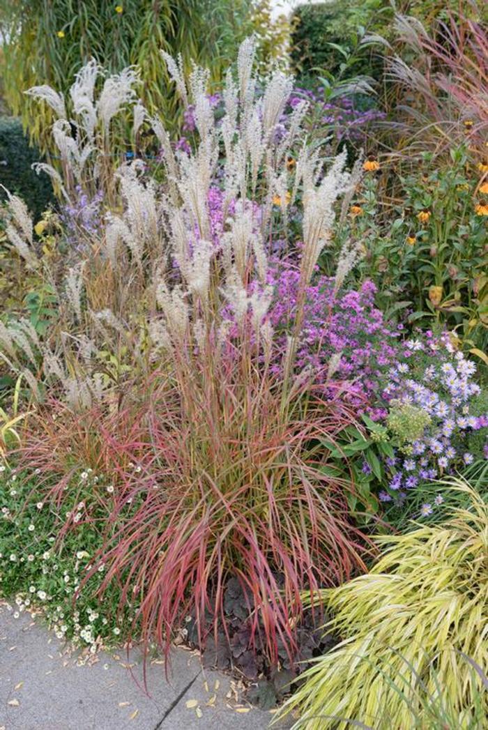 Maiden Grass - Miscanthus sinensis 'Little Miss' Maiden Grass - Miscanthus sinensis 'Little Miss'